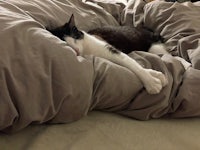 a black and white cat laying on a bed