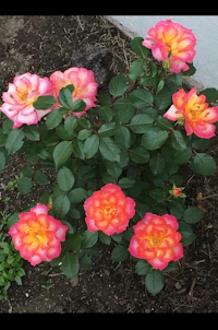 a group of pink and orange roses in a garden