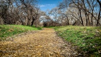 a dirt path in the middle of a wooded area