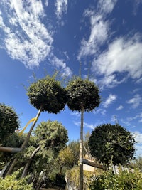 a group of trees with a blue sky in the background