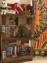 a cat sitting on a book shelf