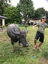 a man is standing next to a large water buffalo