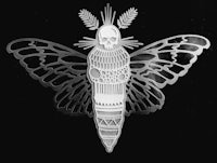 an image of a moth on a black background