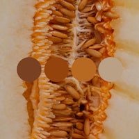 a close up of a melon with different colors