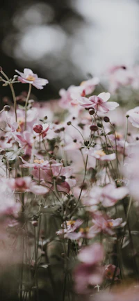 pink flowers in a field with a blurry background