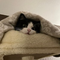 a black and white cat peeking out from under a blanket