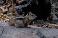 a chipmunk sitting on a rock in the woods