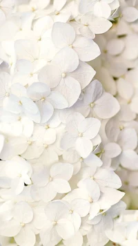 a close up of a bunch of white flowers