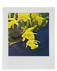 yellow daffodils on a blue background