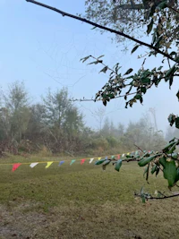 a field with flags and spider webs in the fog