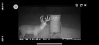 a deer is standing in front of a camera