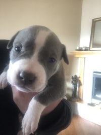 a small blue and white puppy is being held by a person