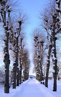 a path lined with trees covered in snow