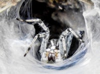 a spider is sitting inside of a spider web