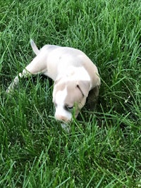 a white and brown puppy laying in the grass