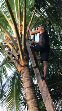 a man climbing a palm tree