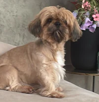 a small brown dog sitting on top of a couch