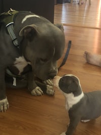 a pit bull puppy is playing with another puppy on the floor