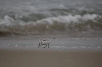 a bird is walking on the sand