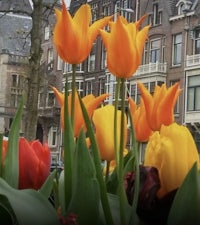 tulips in front of a building in amsterdam