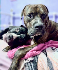 two dogs laying on top of a blanket