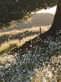 a field of white daisies under a tree