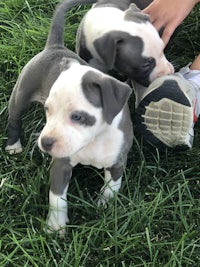 two grey and white pit bull puppies in the grass