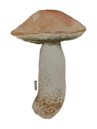 an illustration of a mushroom on a black background