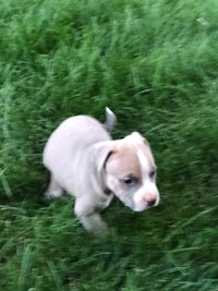 a small white and brown puppy running through the grass