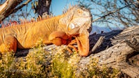 an iguana is sitting on a tree branch
