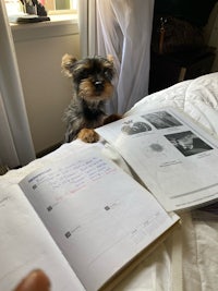 a dog sitting on a bed next to a notebook