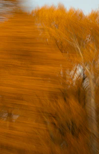 a blurry image of a tree