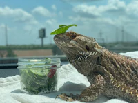 a bearded dragon sitting on top of a jar of greens