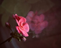 a pink flower is reflected in a mirror