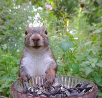a squirrel is sitting in a bowl of sunflower seeds
