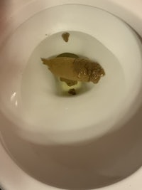 a toilet with a piece of weed in it