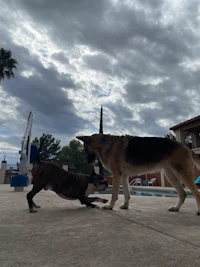 two dogs standing next to each other in front of a pool