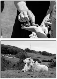 two black and white pictures of a person feeding a sheep