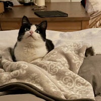 a black and white cat laying on a blanket on a bed