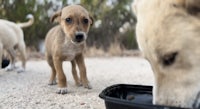 a group of dogs are eating from a bowl of food