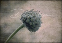 an image of a flower with a grungy background