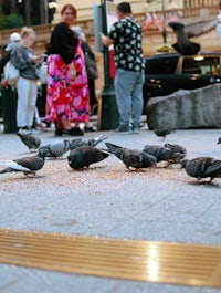 a group of pigeons on a sidewalk