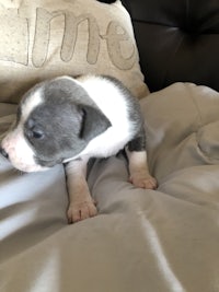 a small grey and white puppy laying on a pillow