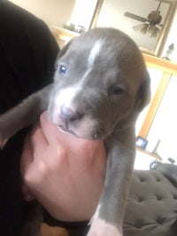 a person is holding a small grey pit bull puppy