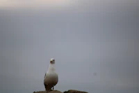 a bird is standing on top of a rock