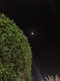 a tree with a moon in the sky