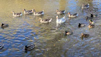 a group of ducks swimming in the water