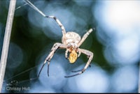 a spider sitting on a web with a blue background