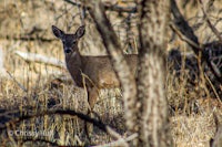 a deer is standing in a field