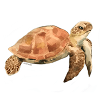 a watercolor sea turtle sticker on a white background